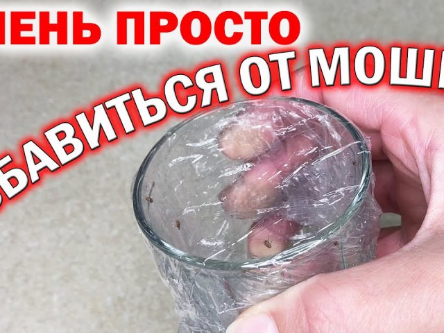 Как избавиться от мошек в доме - проверенные способы и советы